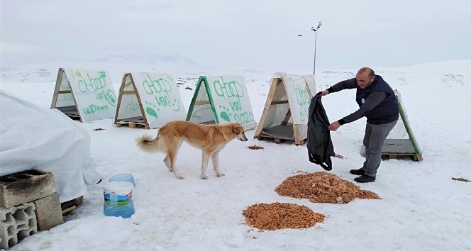 Edremit Belediyesi ile Ahbap Derneği’nden sokak hayvanlarına Sıcak Yuva
