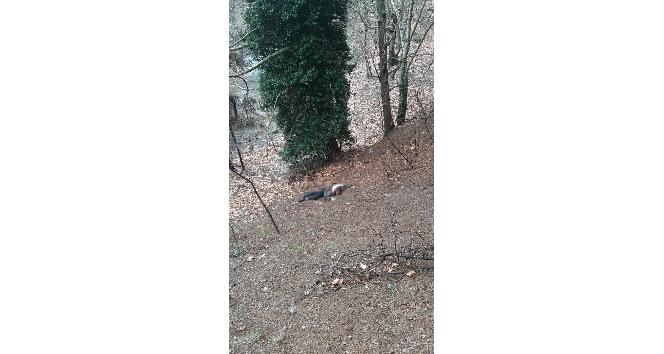 Başlık parasıyla evlendirildi, çocuklarının gözü önünde kafası taşla ezildi