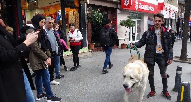 (Özel) Türkiye’de daha büyüğü yok! Onu görenler şaşkınlıklarını gizleyemedi