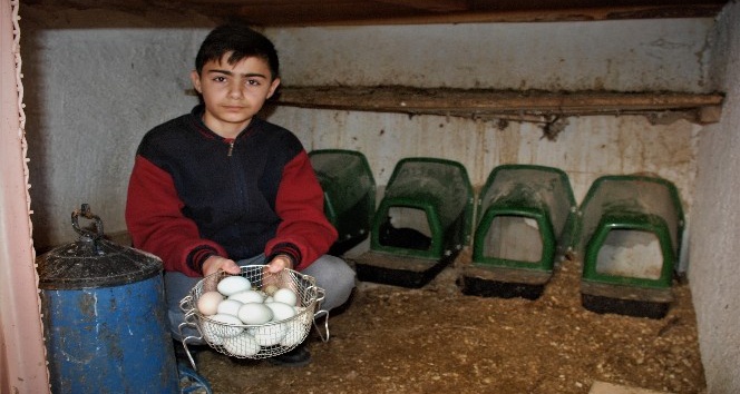 Okuldaki ’yeşil yumurtalar’, devamsızlığı azalttı