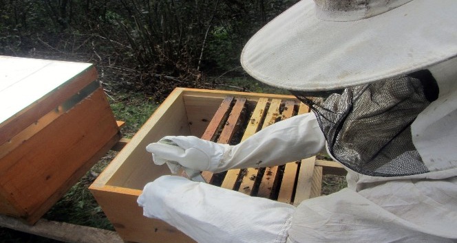 Mevsim şartları arıları strese soktu