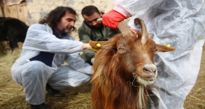 Veteriner hekimler, yaralı hayvanlar için seferber oldu