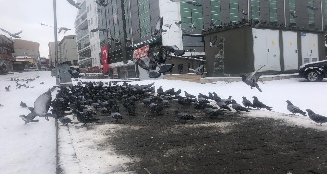 Ardahan’da aç kalan güvercinleri vatandaş elleriyle besliyor