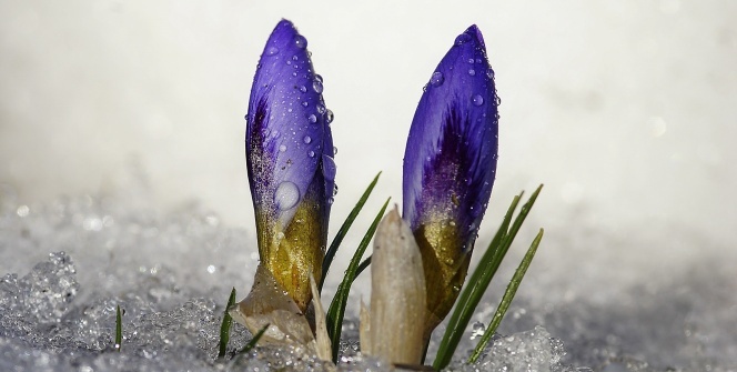 Uludağ'da baharın müjdecisi kardelenler çiçek açtı