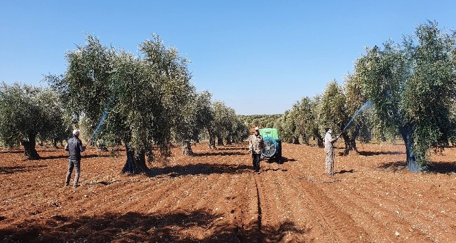 Mantar hastalığına karşı zeytinler ilaçlanıyor