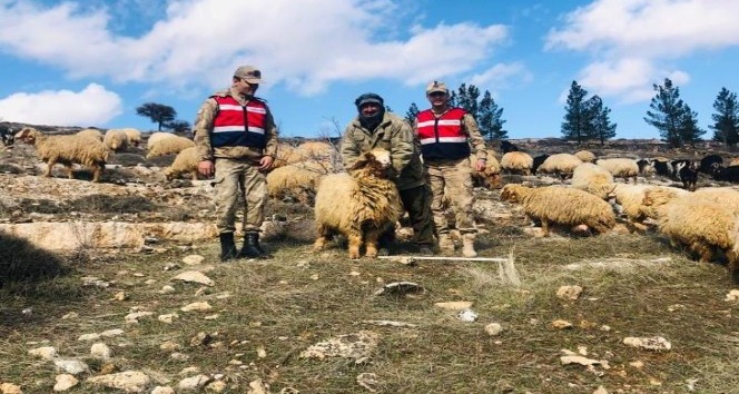 Mardin’de küçükbaş hayvan hırsızı yakalandı