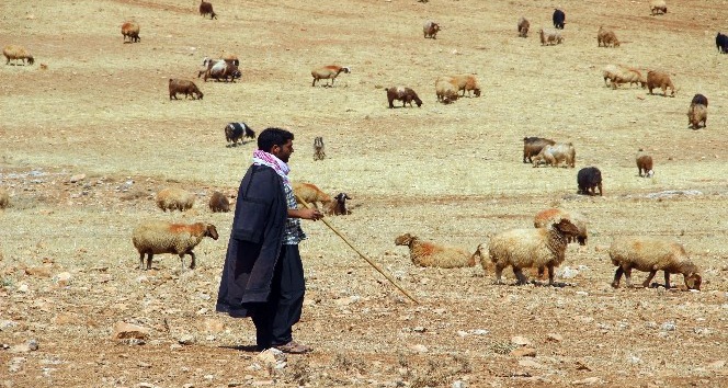 Valilik’ten yayla ve mera kullanımı genelgesi