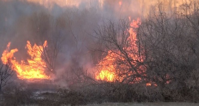 Ormanlık alanda çıkan yangında ağaçlar alevlerden son anda kurtarıldı
