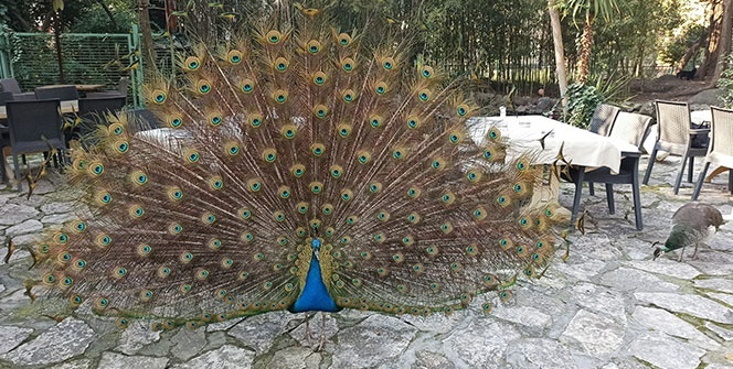 Mahalleyi tavus kuşları sardı