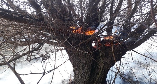 Bingöl’de yangın, ağaçlar zarar gördü