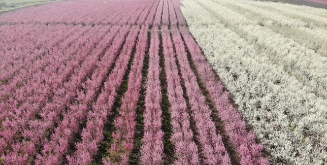 Hatay’da çiçek açan ağaçlar kartpostallık görüntüler oluşturdu