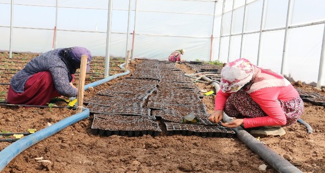 Doğu’nun seracılık merkezi Şanlıurfa oluyor