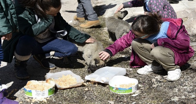 Bu köy okulunda artan yemekler sokak hayvanlarının