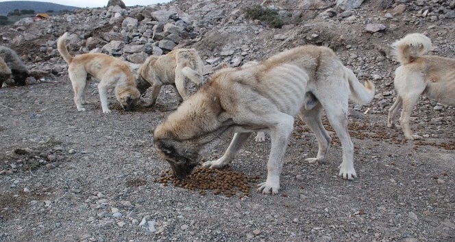 Zile’de sokak hayvanları ölüme terk edildi
