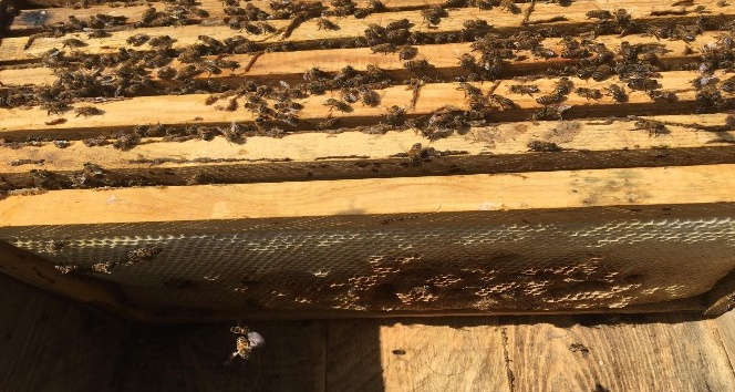 Bal arıları kış uykusundan uyandı