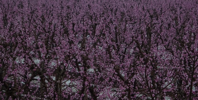 Seyrine doyumsuz manzaralar