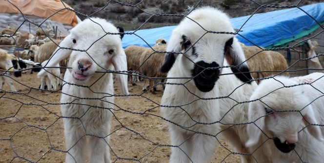 Kuzuların süt ısrarı tebessüm ettirdi