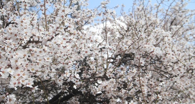 Elazığ’da bahar havası, ağaçlar çiçek açtı