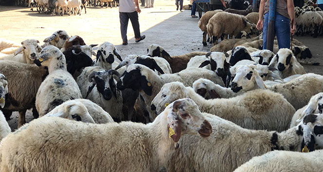 Korona virüsü bölgenin en büyük hayvan pazarını vurdu