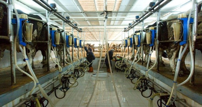 Amasya’da günlük 60 ton çiğ süt toplandı