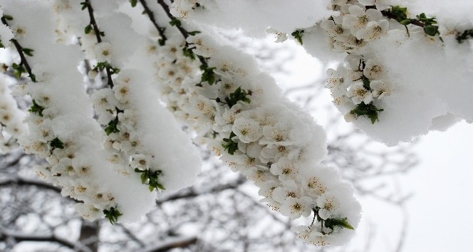 Tokat’ta Mart karı ticari ürünlere zarar vermedi