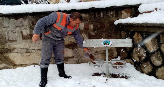 Ürgüp Belediyesi karlı havada sokak hayvanlarını unutmadı
