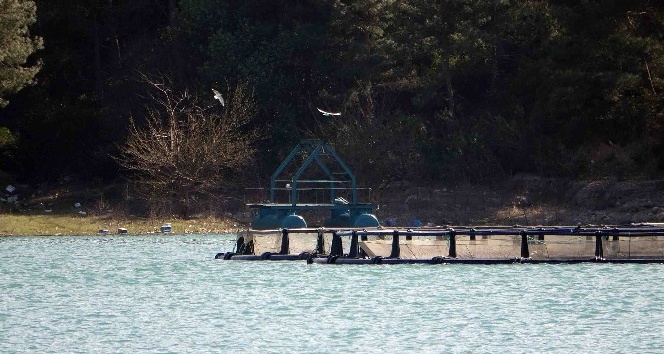 Kozan Barajı Gölü’ne 200 çift martı bırakıldı