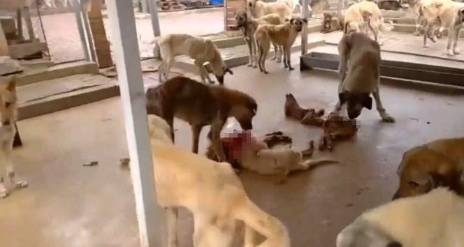 Barınakta aç kalan köpekler birbirine yedi