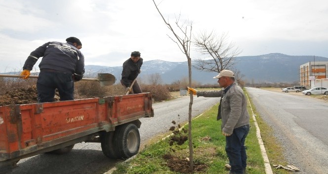 Akşehir’de ağaçlandırma ve budama çalışmaları sürüyor