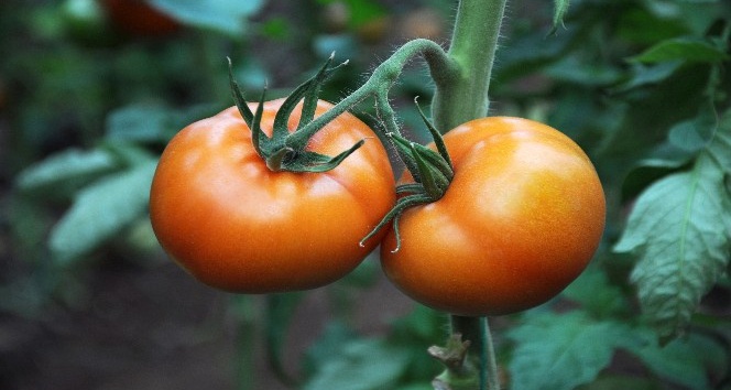 Korona virüs domatesin kilosunu 1 liraya düşürdü