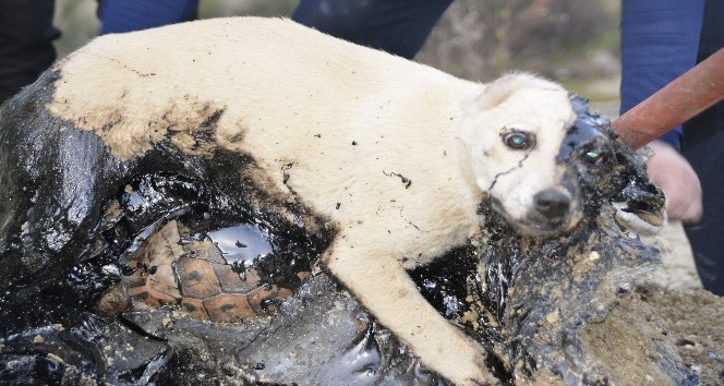 Zifte yapışan köpek ve kaplumbağalar iki gün kurtarılmayı bekledi