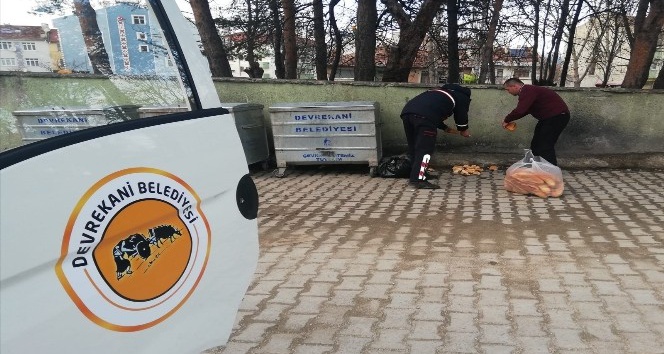 Vatandaşlar, evden çıkamayınca sokak hayvanlarını belediye ekipleri doyurdu