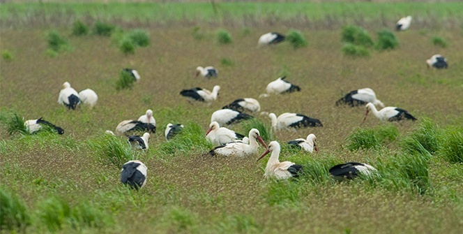 Göç yolunda yağmura yakalanan leylekler tarlalarda mola veriyor