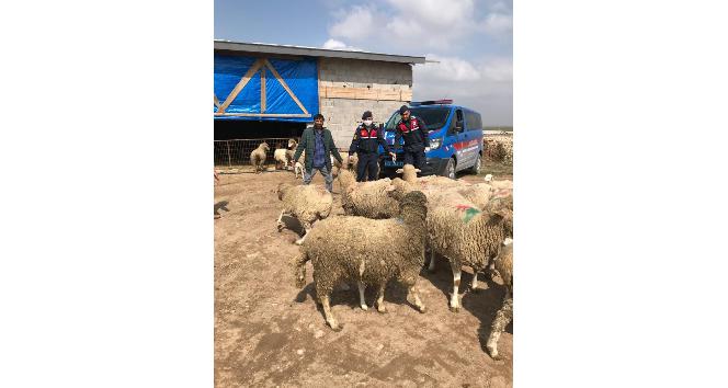 Koyun hırsızları JASAT ekiplerince yakalandı