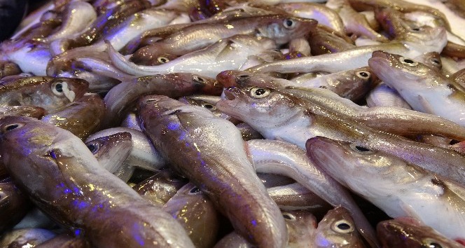 Trabzon’da balık tezgahlarında ‘Korona’ sessizliği