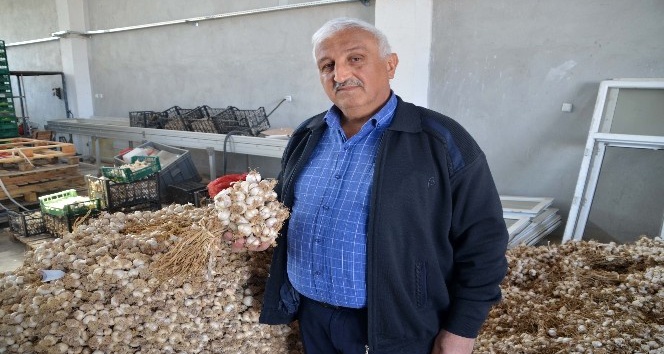Bağışıklığı güçlendiren Kastamonu sarımsağı son 50 yılın en yüksek fiyatlarını gördü