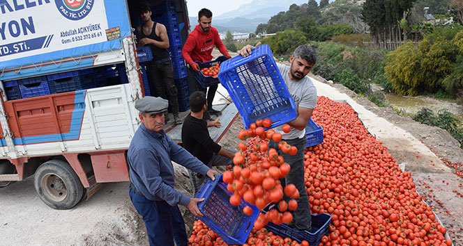 Fiyatı 50 kuruşa düşen domates üreticinin elinde kaldı