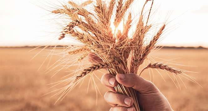 Suudi Arabistan ilk kez Ukrayna&#039;dan buğday ithal edecek