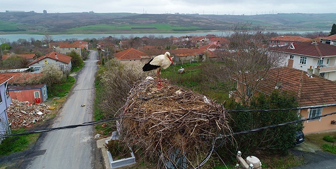 İstanbul’a binlerce leylek akını