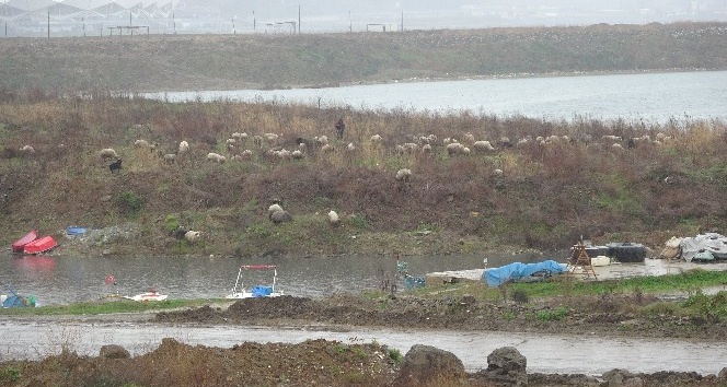 Trabzon’da boş kalan sahiller koyun sürüsüne kaldı