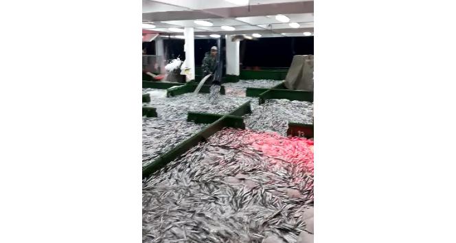 Çanakkale’de 15 ton hamsi yakalandı