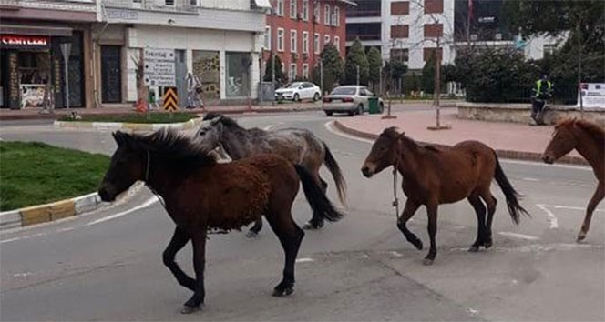 Koronayı fırsat bilen atlar sokağa indi
