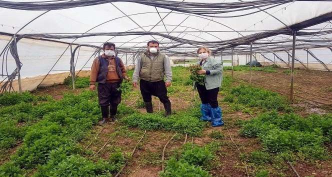 Kilis’te tarımsal üretim devam ediyor
