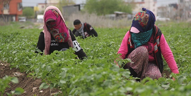 Çukurova’da çiftçi üretime aralıksız devam ediyor