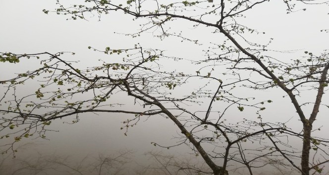 Fındıkta hasar tespit çalışmaları devam ediyor