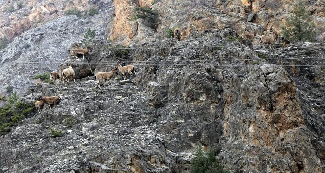 Gümüşhane dağlarının en ihtişamlı süsü: Yaban keçisi
