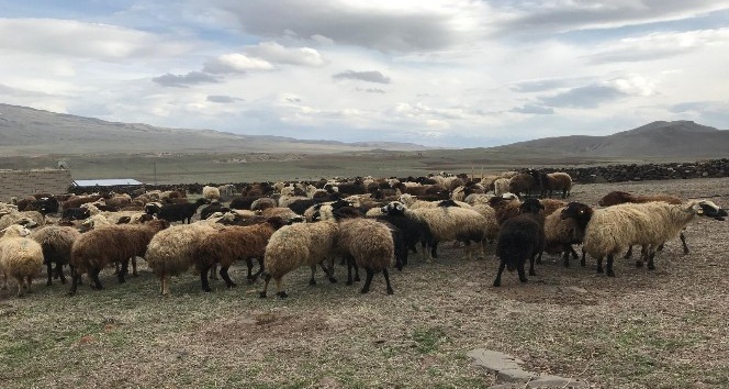Süt kuzularının anneleriyle renkli buluşması