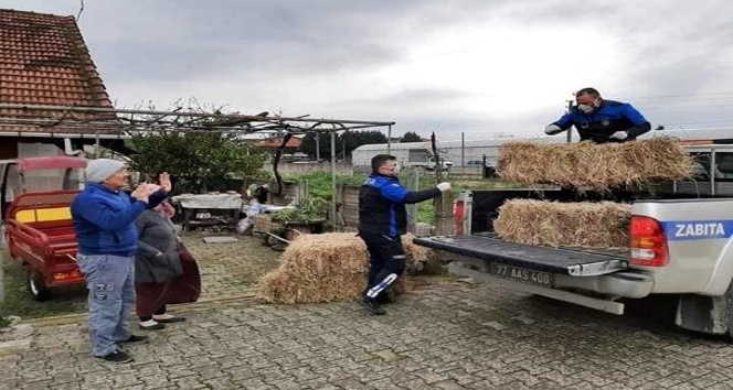 Hayvanların yemini zabıta ulaştırdı