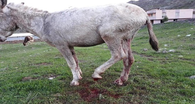 Ayağı kopan katır tedavi altına alındı