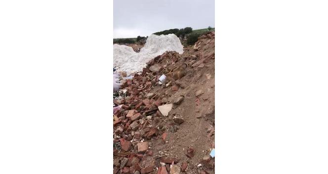 Kafası konserve kutusuna sıkışan yavru köpeğin yardımına jandarma yetişti